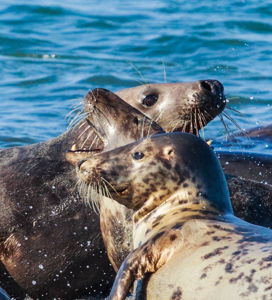 Blubber-Trio am Strand von Helgoland