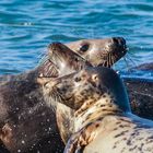 Blubber-Trio am Strand von Helgoland