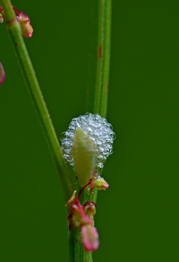 Blubberbläschen