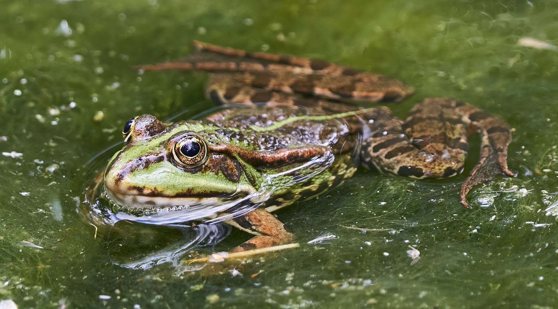 blubbernder Frosch im Gartenteich