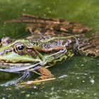 blubbernder Frosch im Gartenteich