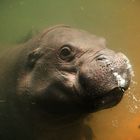 blubbernder Hippo