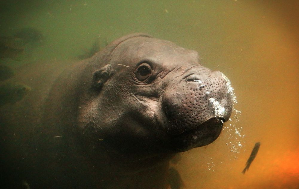 blubbernder Hippo