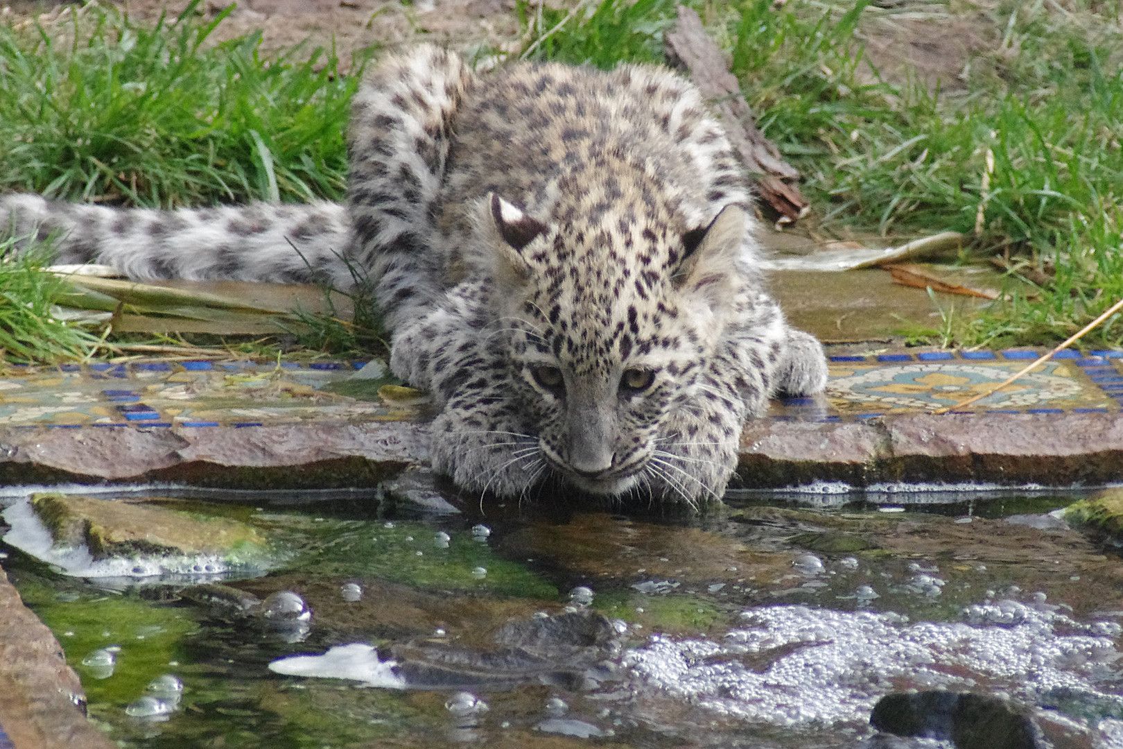 BLUBBERWASSER