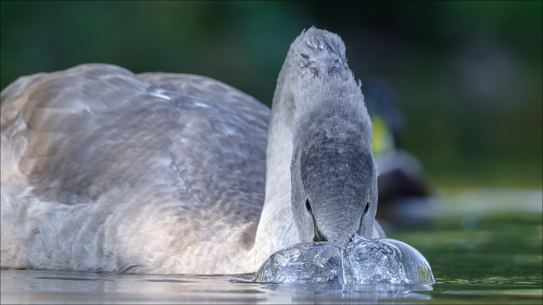 Blubberwasser