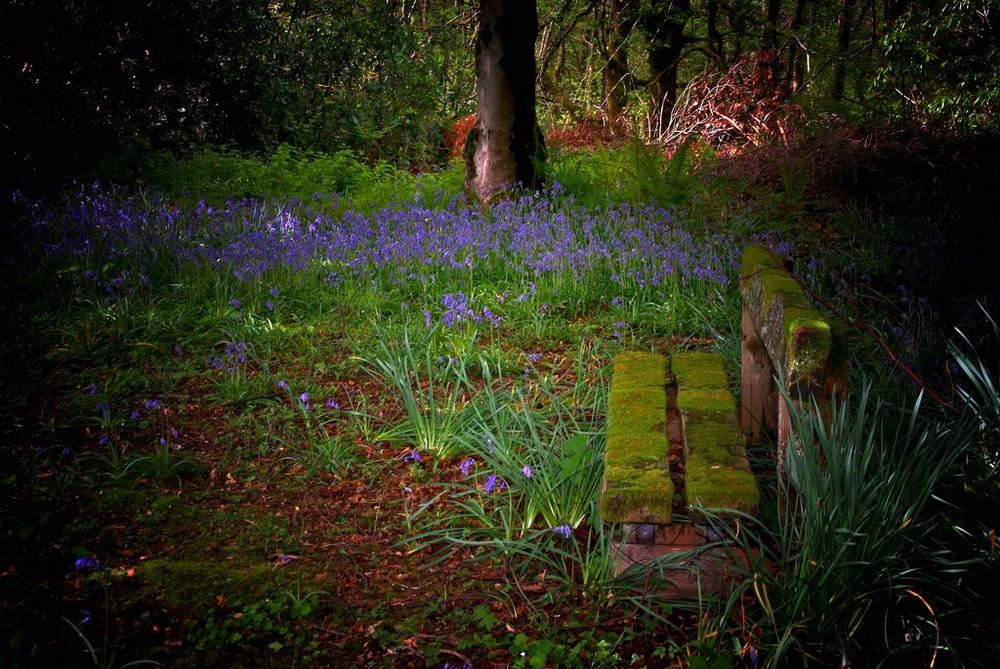 Blubell Patch