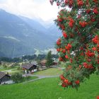 Bludenz mit Vogelbeeren