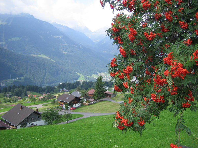 Bludenz mit Vogelbeeren