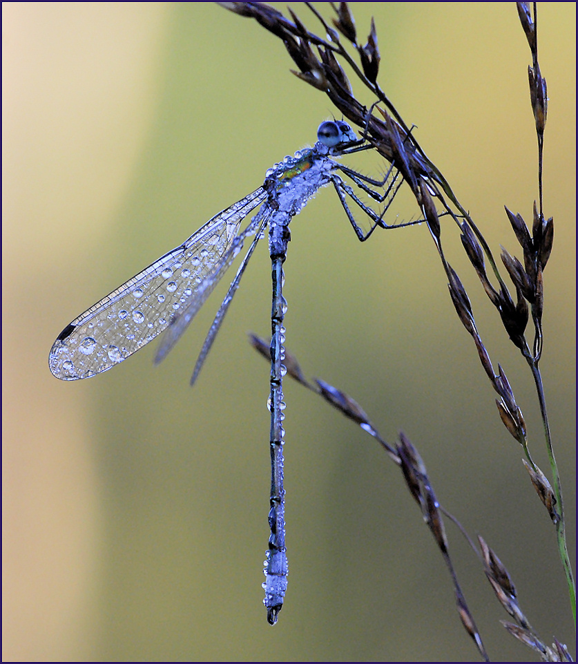 blue 2