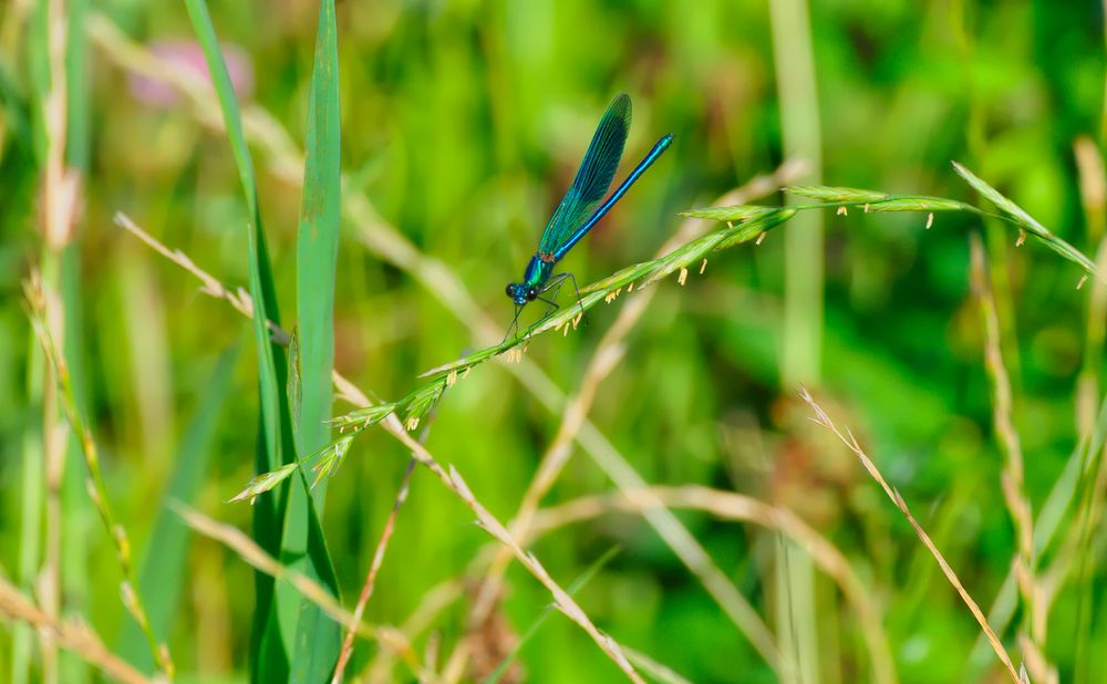 blue