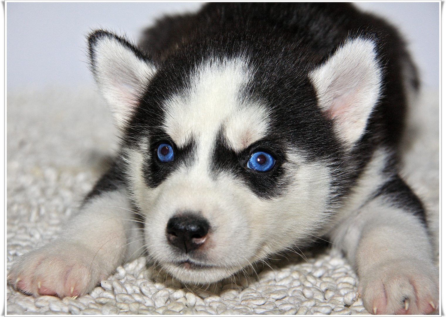 Blue Ace Foto & Bild tiere, haustiere, hunde Bilder auf