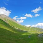 Blue Albula