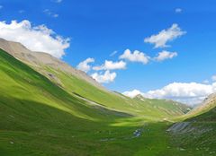 Blue Albula