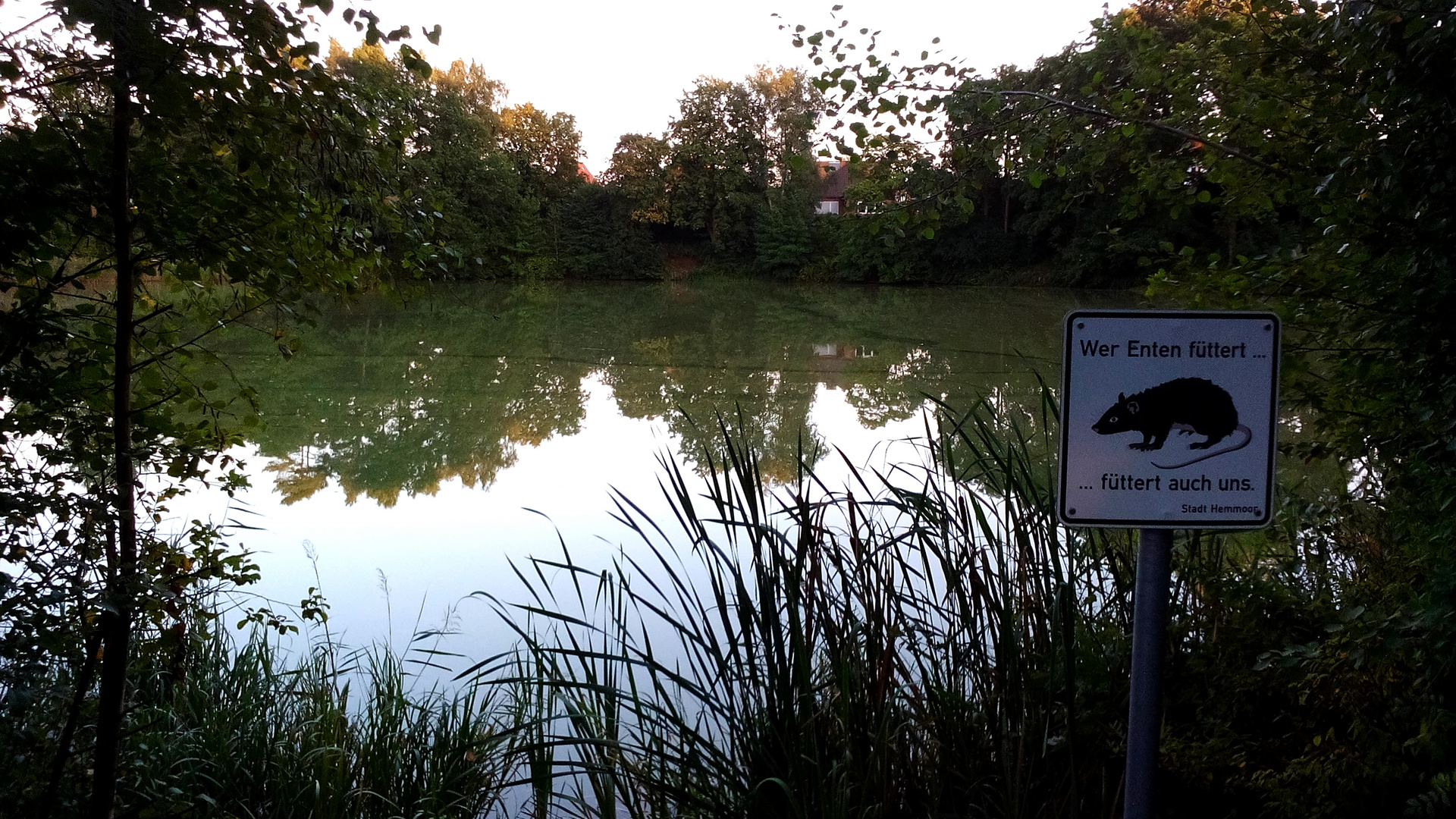  Blue algae permeate the water ...