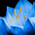 Blue Amaryllis