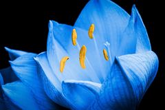 Blue Amaryllis