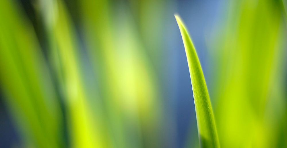 blue and green