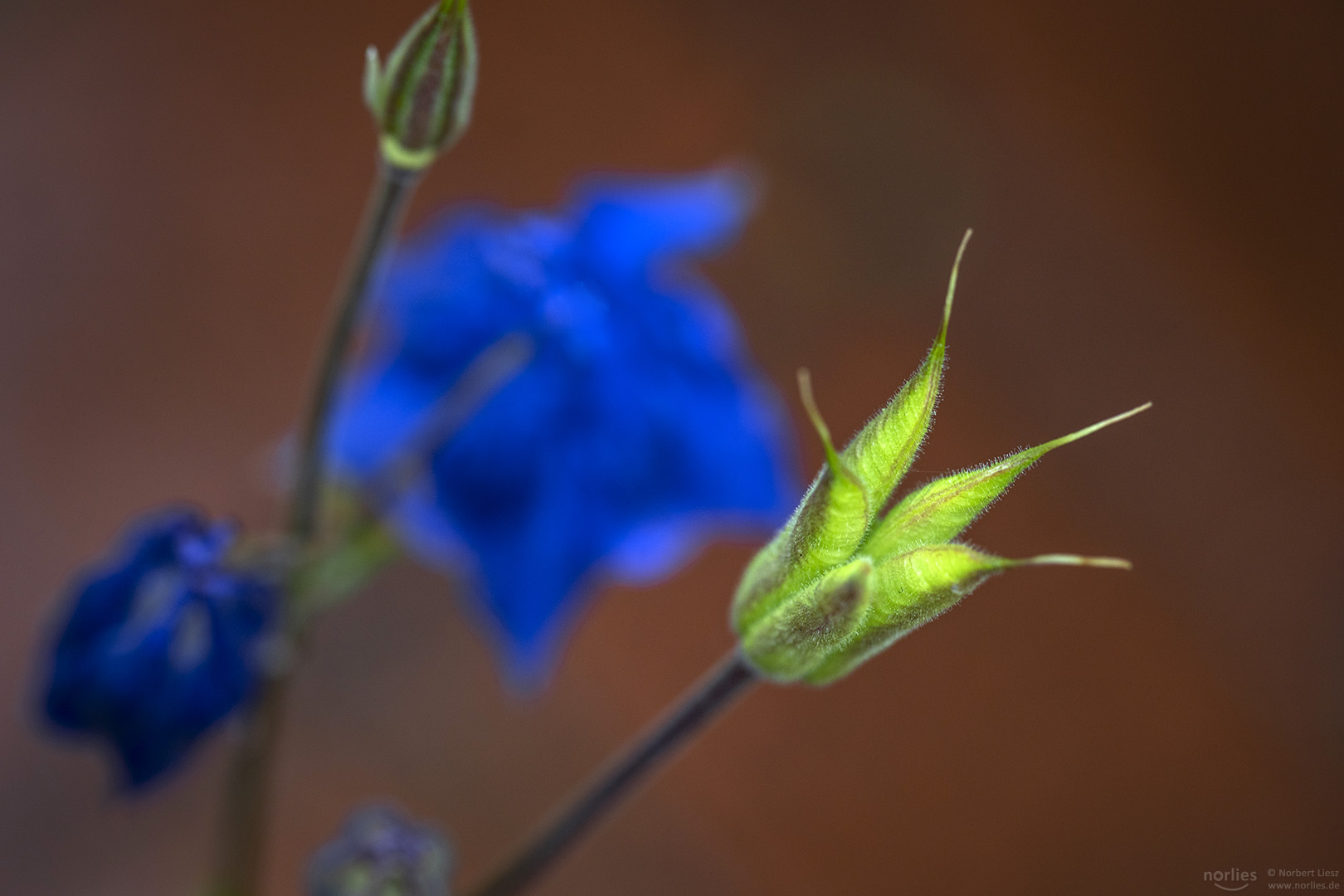 Blue and green