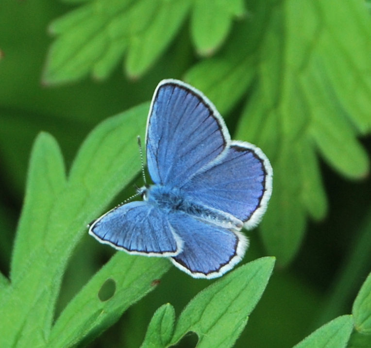 Blue and green