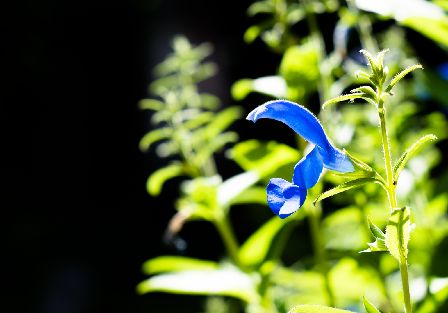 blue and green