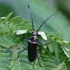 blue and green beetle