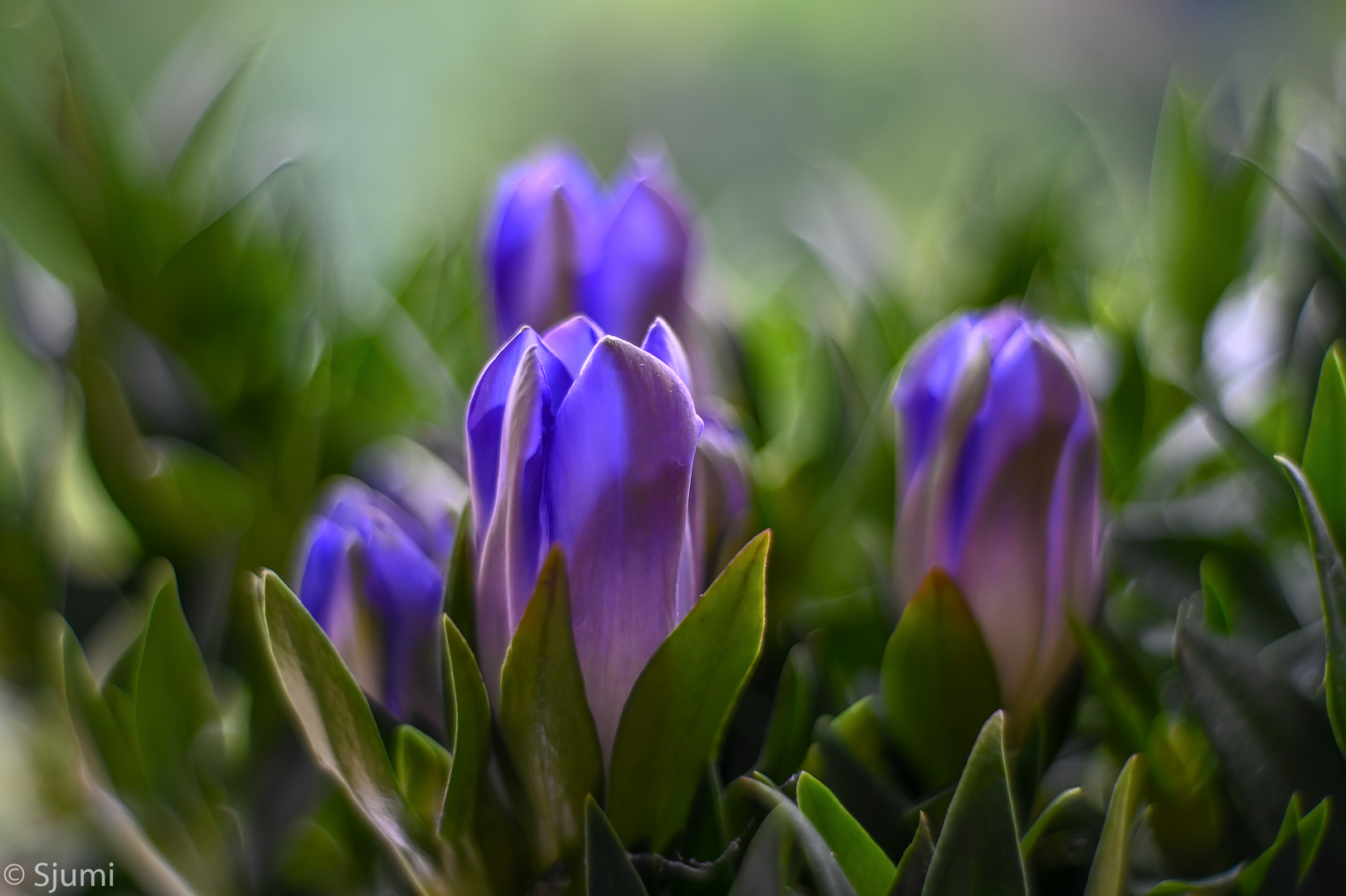 Blue and green