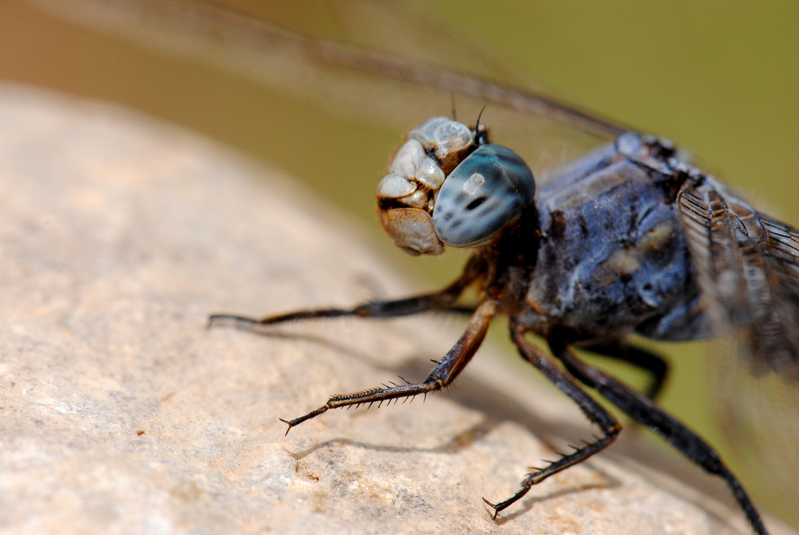 ~ Blue And Old Still Hunting Gold ~ (Orthetrum chrysostigma, m)