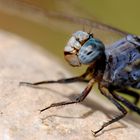 ~ Blue And Old Still Hunting Gold ~ (Orthetrum chrysostigma, m)