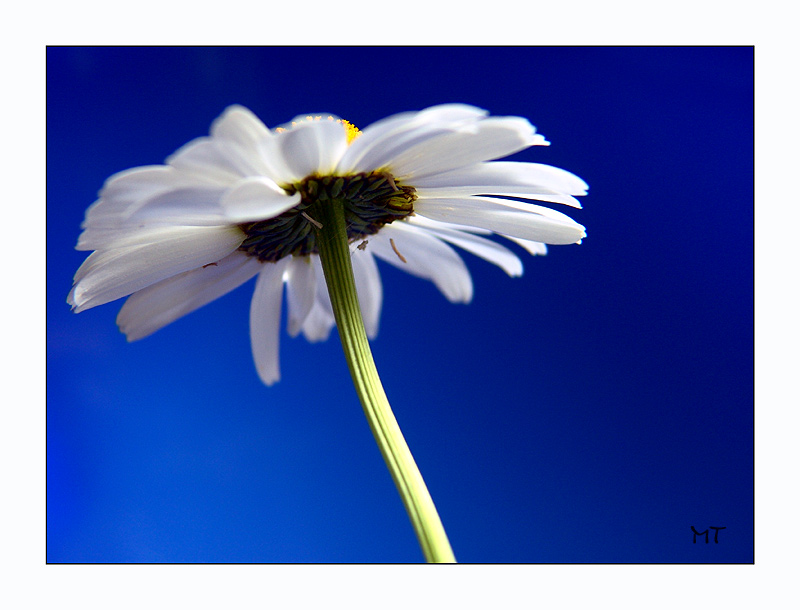 Blue and white