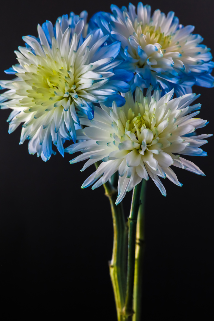 Blue and white Florist’s Daisies