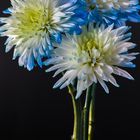 Blue and white Florist’s Daisies