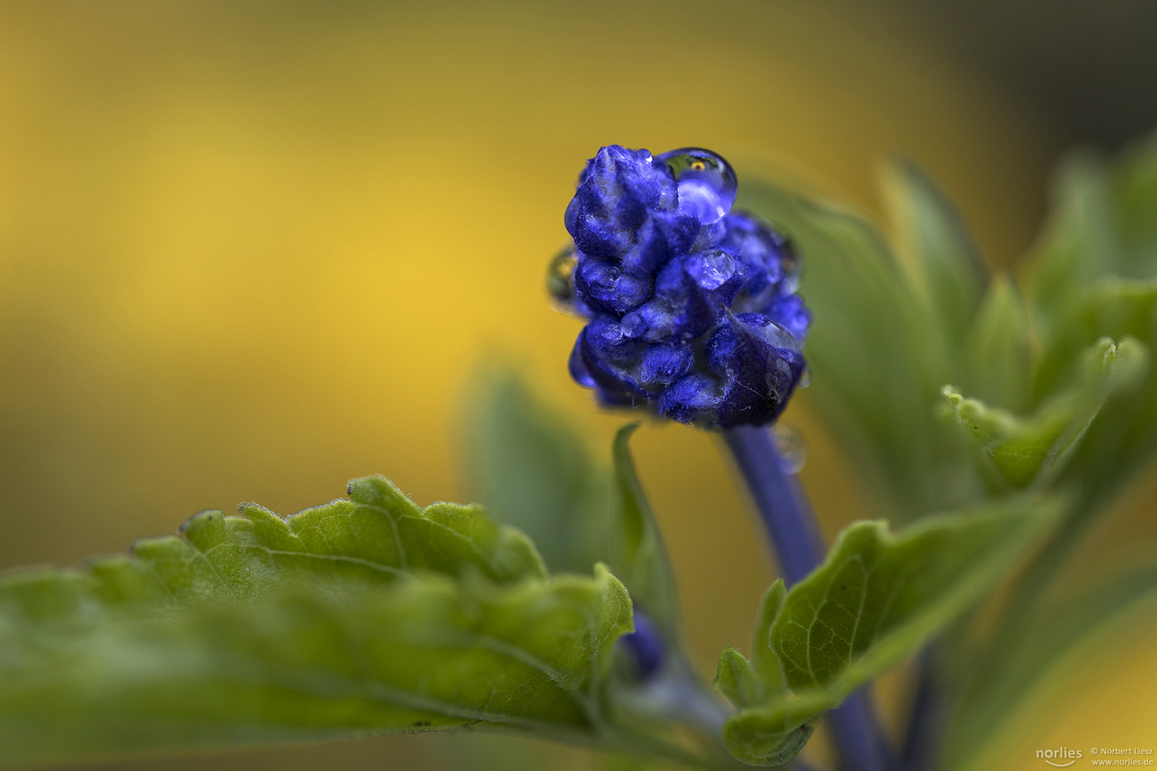 Blue and yellow