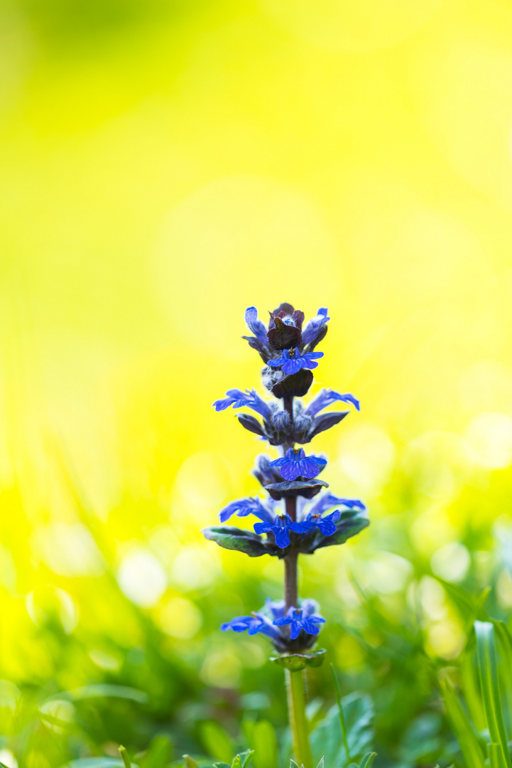 Blue and Yellow