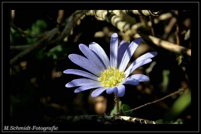 Blue and Yellow