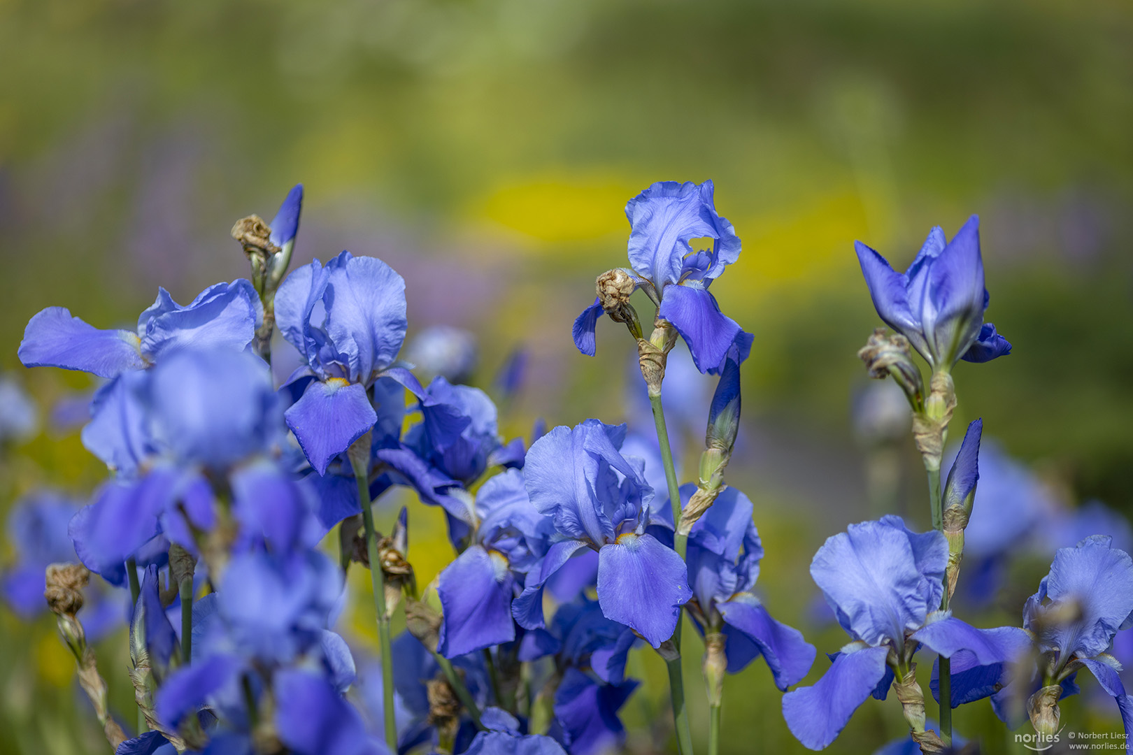 Blue and yellow