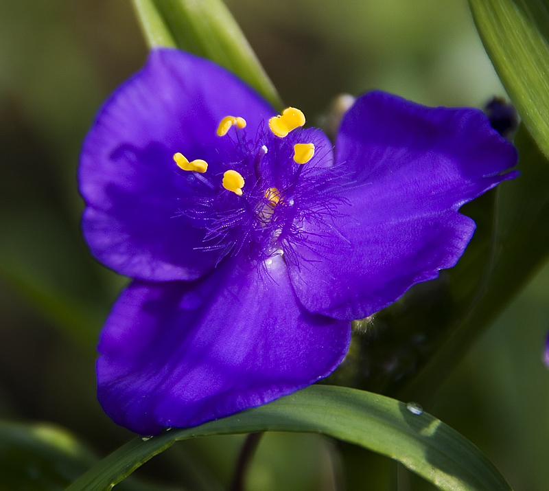 Blue and Yellow