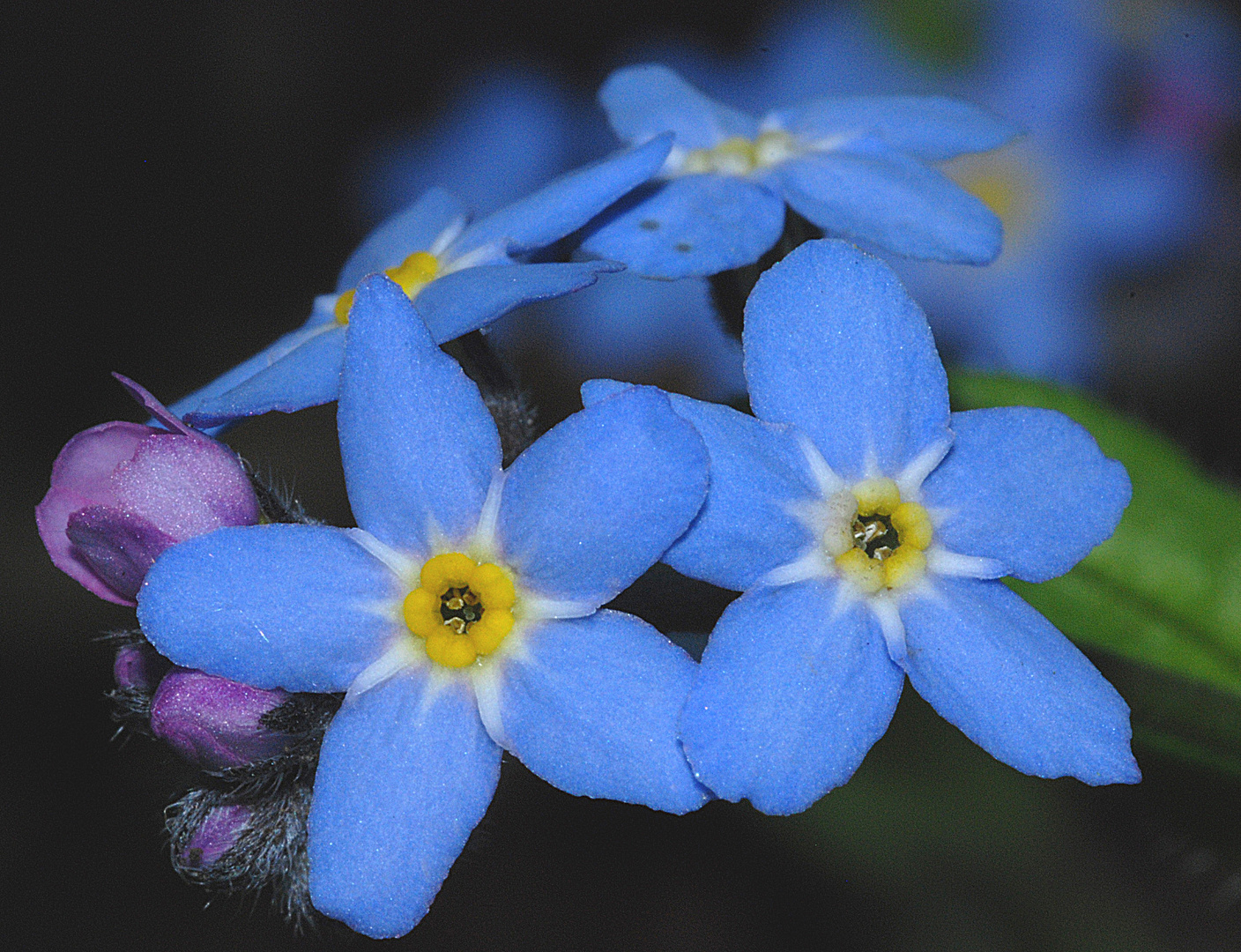 blue and yellow