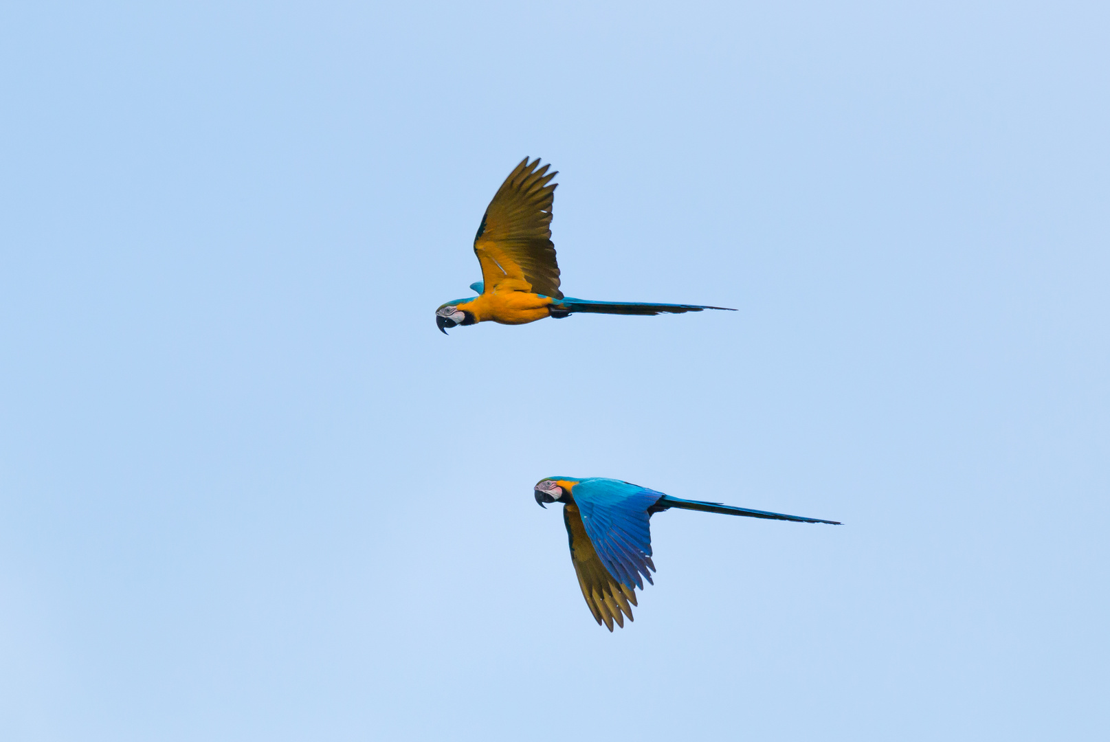 Blue-And-Yellow Macaw