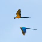 Blue-And-Yellow Macaw