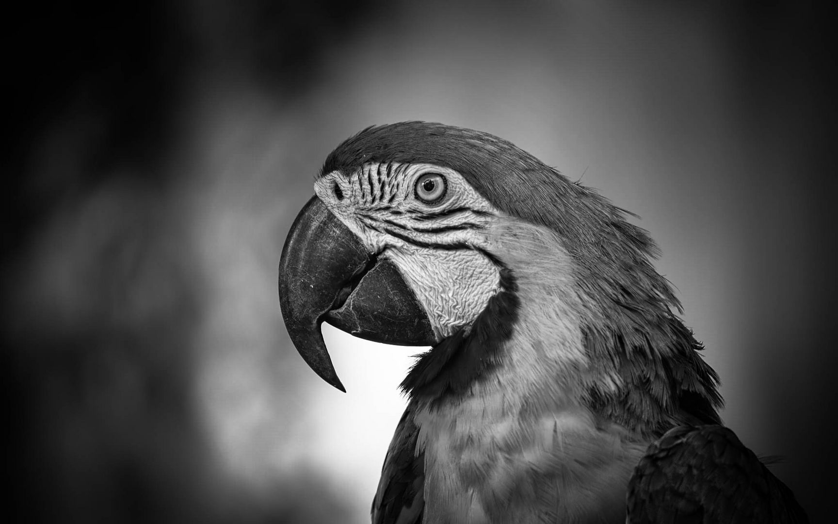 Blue-and-yellow macaw - BW