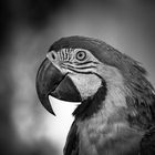 Blue-and-yellow macaw - BW