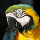 Blue-and-Yellow Macaw Portrait - Ara Ararauna