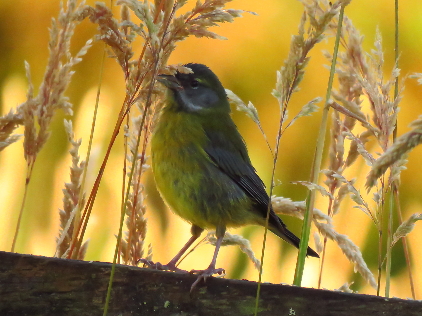 Blue-and-Yellow Tanager ( Thraupis bonariensis )