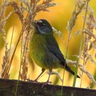 Blue-and-Yellow Tanager ( Thraupis bonariensis )