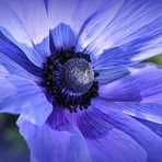 Blue Anemone