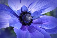 Blue Anemone