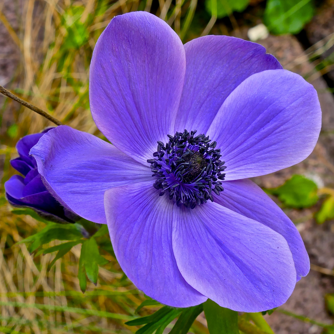 Blue Anemone