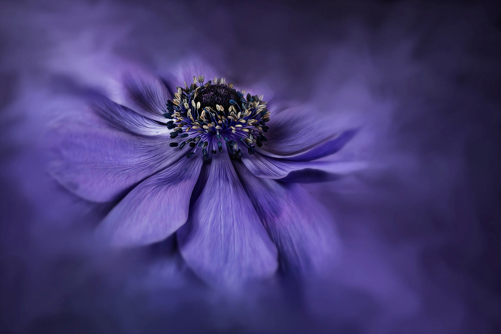 blue anemone 