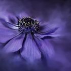 blue anemone 