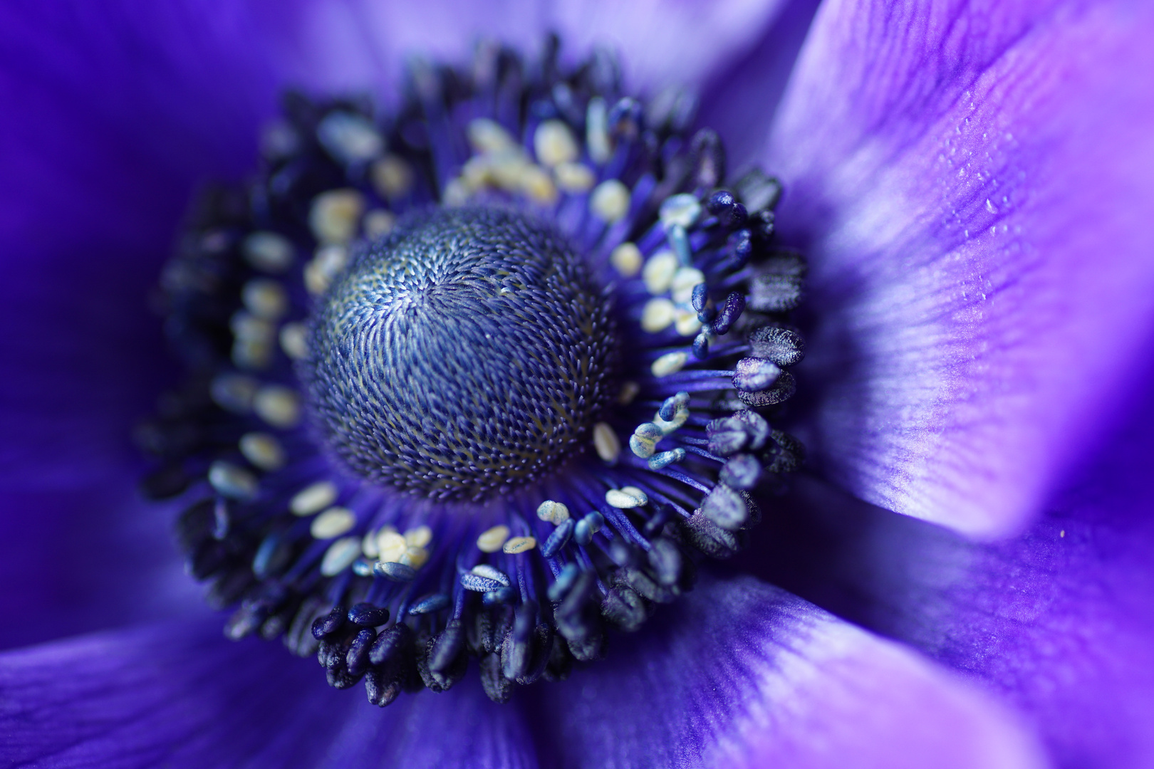 Blue Anemone !